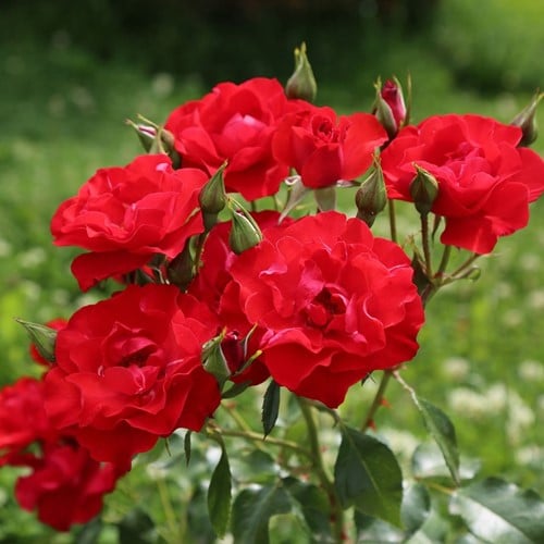 Roos Amsterdam – Rosa floribunda