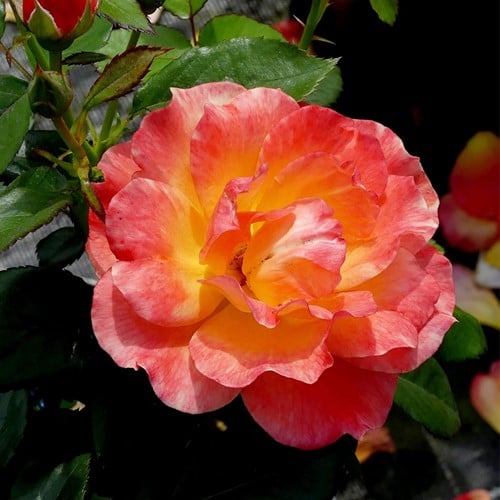 Roos André Willemse – Grootbloemige Rosa