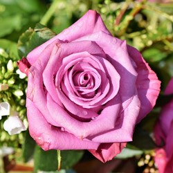Roos Blue River – Grootbloemige Rosa