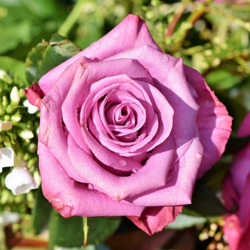 Roos Blue River – Grootbloemige Rosa