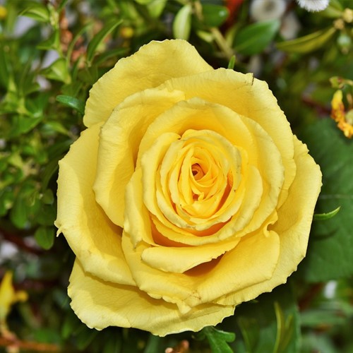 Roos Friesia – Rosa floribunda