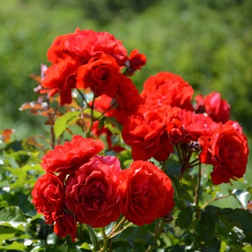 Roos Nina Weibull – Rosa floribunda