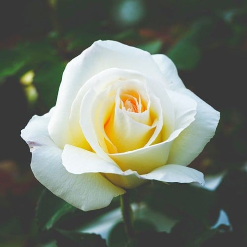 Roos White Symphony – Grootbloemige Rosa