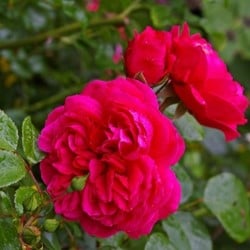 Roos Red Leonardo da Vinci - Rosa