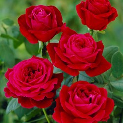 Roos Mister Lincoln - Rosa