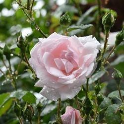 Klimroos New Dawn - Rosa