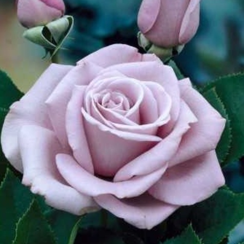 Roos Waltz Time geurend - Rosa