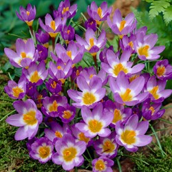 Crocus Tricolor - Crocus sieberi