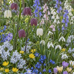 Garden Mix 125 – Bloembollen Mix