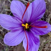 Saffraan krokus -  Crocus sativus (Grootverpakking XL)
