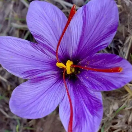 Saffraan krokus -  Crocus sativus (Grootverpakking XL)