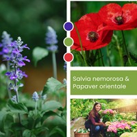 Planten Mix Salvia nemorosa & Papaver orientale