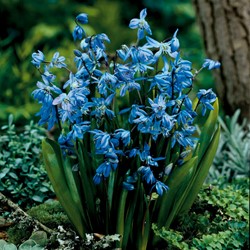 Scilla siberica - Sterhyacint