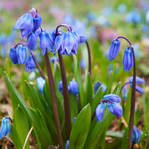 Scilla Siberica - Sterhyacint (Grootverpakking)