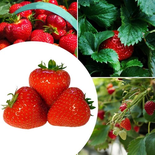 20x Aardbeien planten Senga Sengana – Fragaria