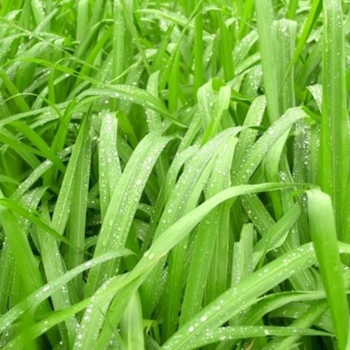 Siergras Zegge Irish Green - Carex foliosissima