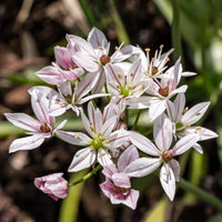 Allium Cameleon - Sierui