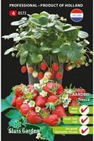 Aardbei Tresca - Fragaria x Ananassa-2