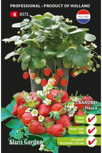 Aardbei Tresca - Fragaria x Ananassa-2