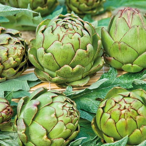 Artisjok Groen