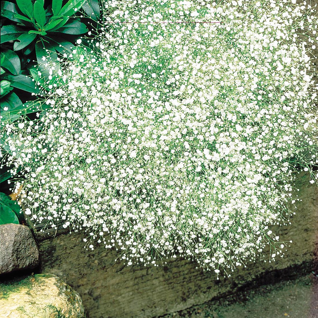 eurybia plant Eurybia divaricata