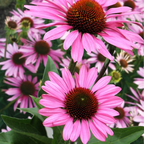 Zonnehoed purpurea - Echinacea purpurea