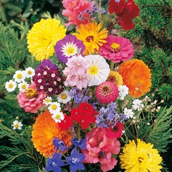 Snijbloemen Mix