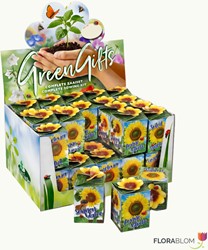 Greengift Zonnebloem 40 stuks in showdoos