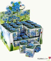 Greengift Vergeet-me-niet 40 stuks in showdoos