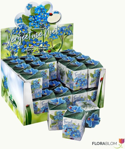 Greengift Vergeet-me-niet 40 stuks in showdoos