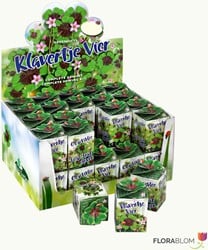 Greengift Klavertje-vier 40 stuks in showdoos