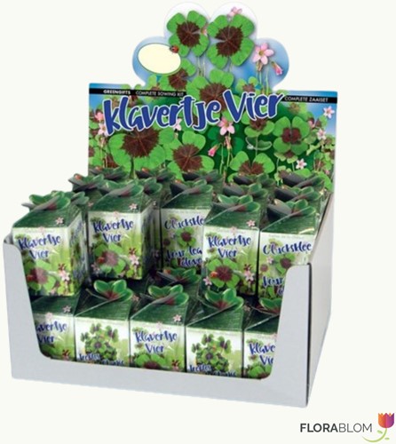 Greengift Klavertje-vier 40 stuks in showdoos