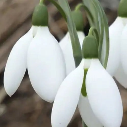 Sneeuwklokjes Elwesii  - Galanthus (Grootverpakking)