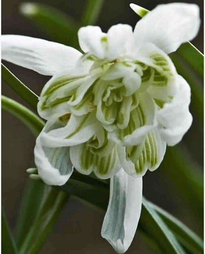 Sneeuwklokjes Flore Pleno - Galanthus