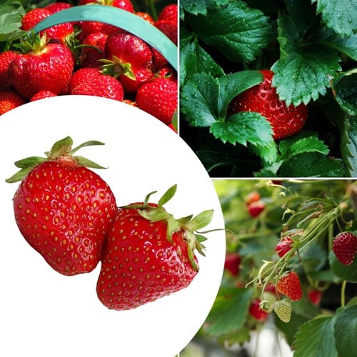 20x Aardbeien planten Sonata – Fragaria
