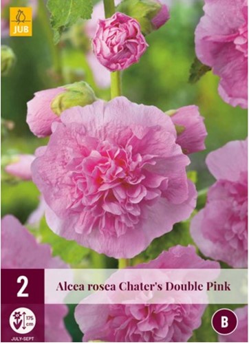 Alcea rosea Roze - Stokroos
