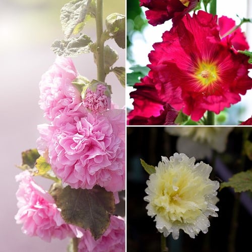 Stokroos Mix - Alcea Rosea (Driepack)