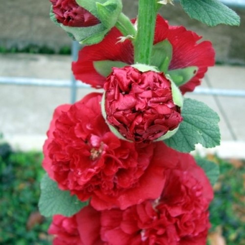 Stokroos Rood - Alcea Rosea