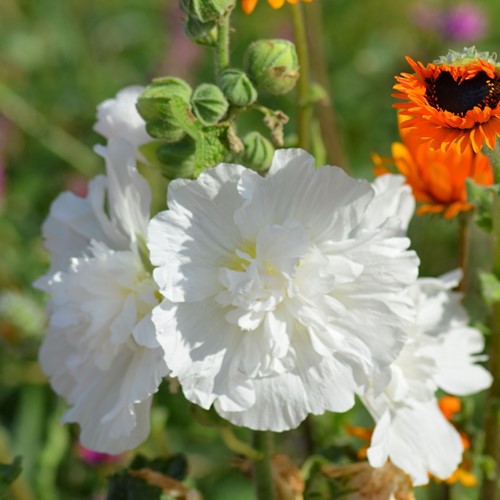 Stokroos Wit - Alcea rosea
