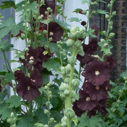 Stokroos Zwart - Alcea rosea