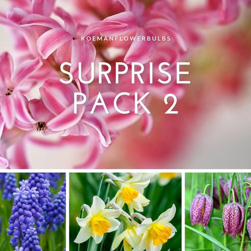Bloembollen Surprise pack 2