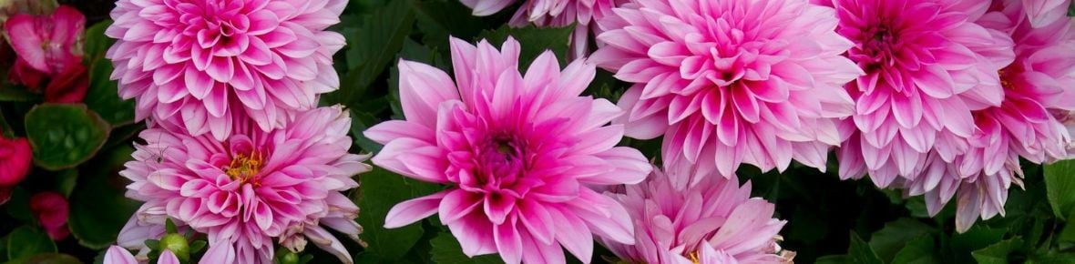 Dahliabollen planten? Lees onze plantinstructies
