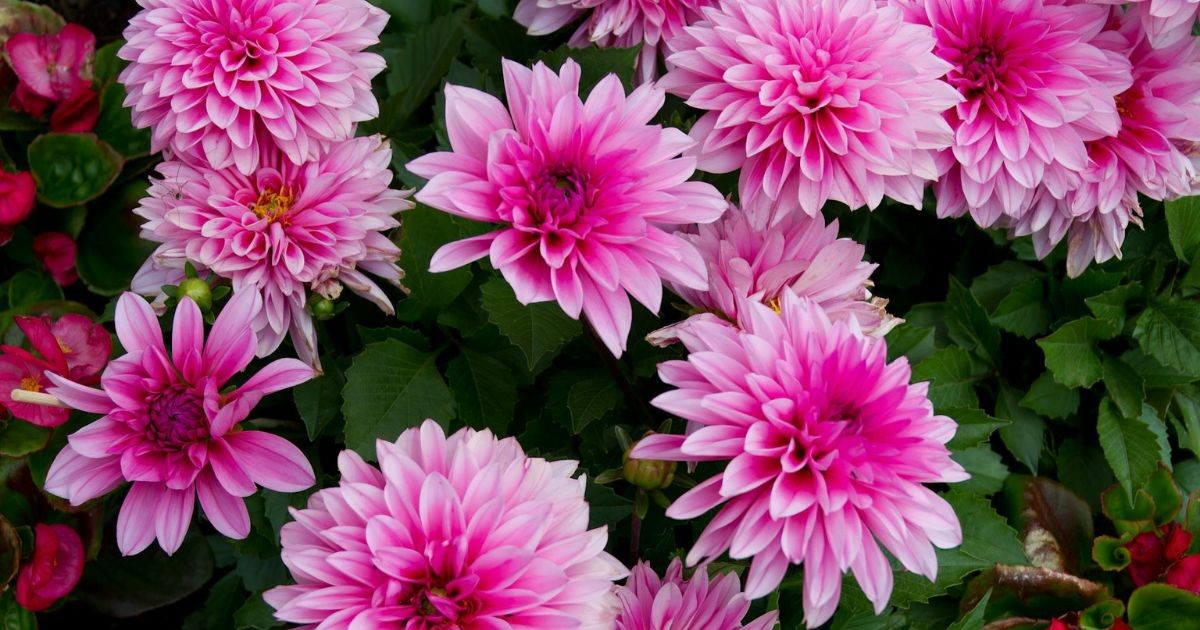 Dahliabol planten & verzorgen - instructies