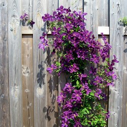 Clematis The President - Bosrank