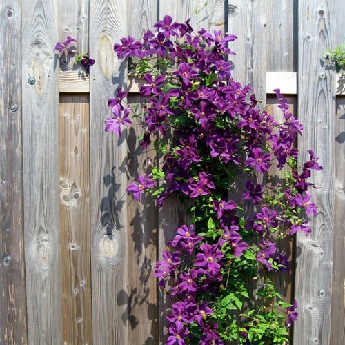 Clematis The President - Bosrank