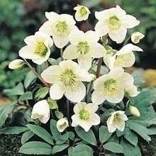 Helleboruszaad