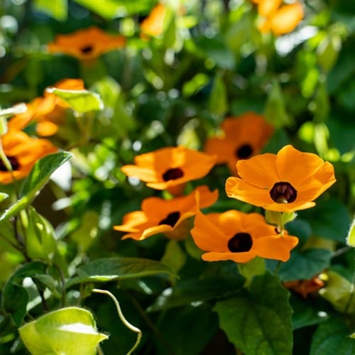 Suzanne-met-de-mooie-ogen Oranje – Thunbergia alata