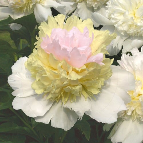 Pioenroos Top Brass - Paeonia