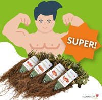 20x Aardbeien planten Ostara – Fragaria-2