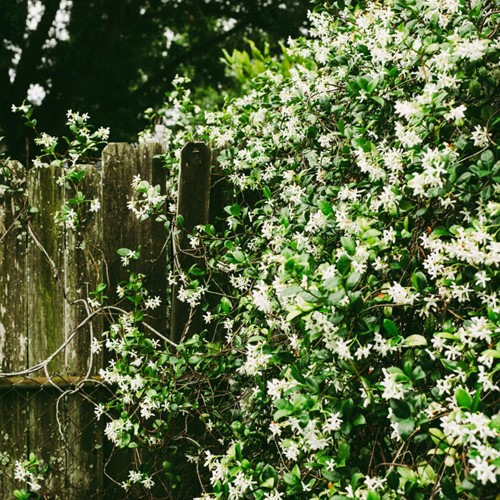 Toscaanse Jasmijn - Trachelospermum Jasminoides (Sixpack)